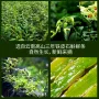 铁皮石斛冻干粉